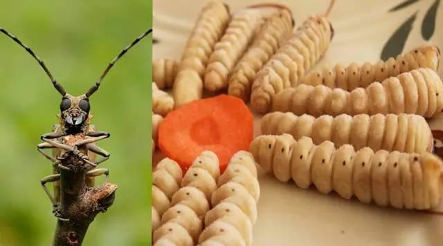 知識(shí)庫(kù)｜蟲(chóng)類食材身價(jià)勝人參，餐廳秋冬菜譜敢放不？|餐飲界
