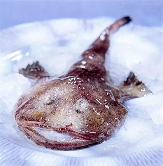 知識庫｜奇丑卻極美味的魚，餐廳趕緊上新菜！