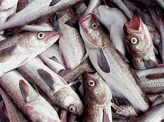 知識庫｜這種魚可以一魚36吃，你餐廳還不上菜？|餐飲界