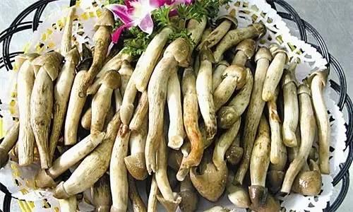 荔枝菌，可遇不可求的“嶺南菌王”
