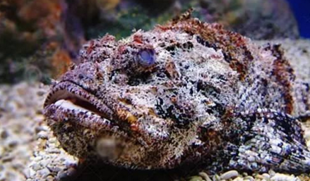 知識庫｜如何處理、烹飪世界最毒的海魚？