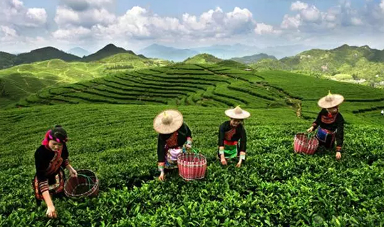 皇茶、喜茶之后，茶飲界又冒出一“黑馬”烏龍煎