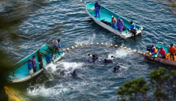 日本遇“魚荒”向中國“甩鍋” 我們不同意！|餐飲界