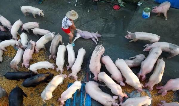 豬肉消費(fèi)總量連年下滑，人們沒那么愛吃肉了嗎？|餐飲界