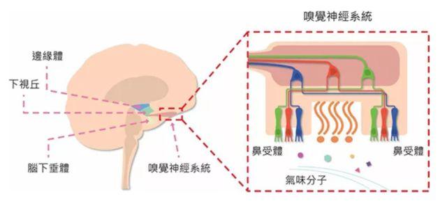 讓消費(fèi)者欲罷不能的氣味營(yíng)銷，餐飲人該如何實(shí)現(xiàn)？ | 餐見(jiàn)