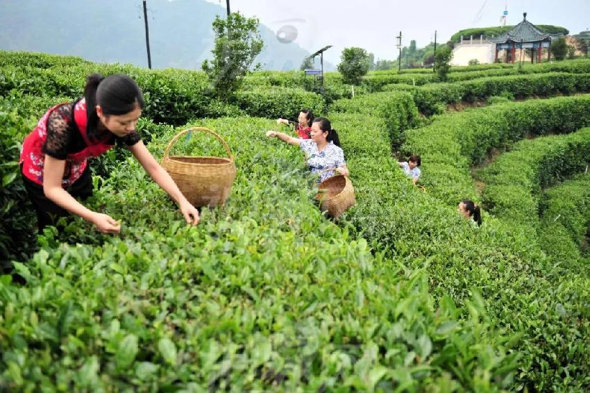 以產(chǎn)品或空間打底來售賣生活方式，這才是井噴的新茶飲品牌的歸路？
