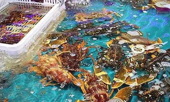 海鮮之戰(zhàn)：上半場活鮮炒作已曲終，下半場冷凍海鮮厚積薄發(fā)？|餐飲界