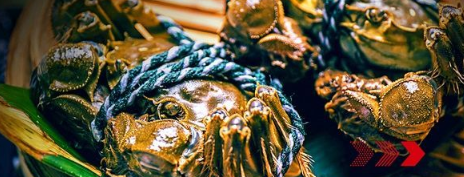 “秋風(fēng)響，蟹腳癢”，順豐同城急送推出大閘蟹專送服務(wù)