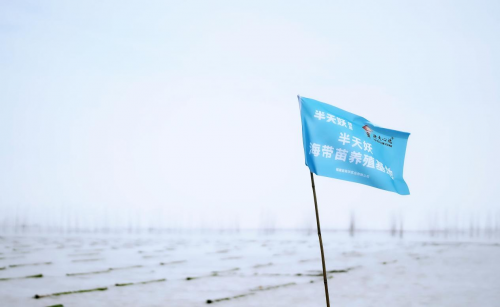 霞浦海帶苗豐收季：半天妖助力產(chǎn)業(yè)騰飛，守護“舌尖上的鮮嫩”